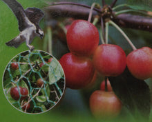 Laden Sie das Bild in den Galerie-Viewer, Vogelnetz Vogelschutznetz Gartennetz Teichnetz Laubnetz 4 x 5m od. 2 x 5m