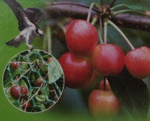 Laden Sie das Bild in den Galerie-Viewer, Vogelnetz Vogelschutznetz Gartennetz Teichnetz Laubnetz 4 x 5m od. 2 x 5m