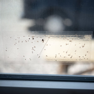 Fliegenfalle Fenster Leimfalle Fensterfalle Insektenschutz Insektenfalle Set